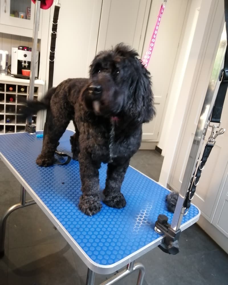 The grooming setup: a black cockapoo on the blue grooming table with the grooming arm, in a bright room with white cupboards