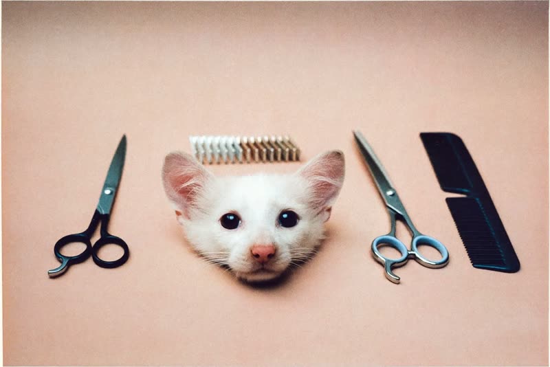 Grooming tools laid out: scissors, brush, comb and clippers