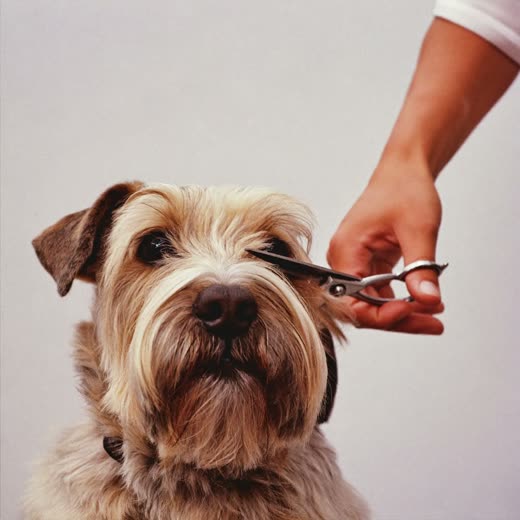 A dog's coat being trimmed with grooming scissors