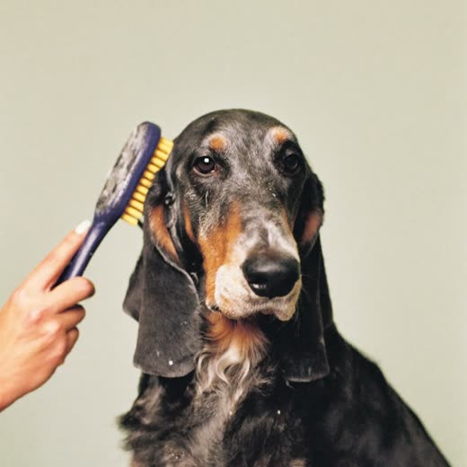 A long-coated dog being brushed out