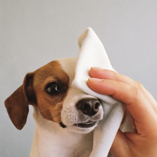 A small dog's face being gently cleaned around the eyes
